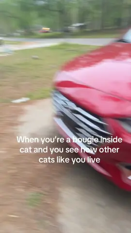 #cat ##catlover #catsoftiktok 