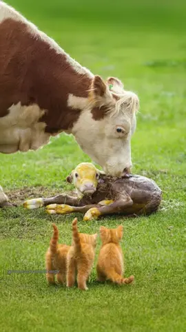 #animallove #caowhite #fvvvvvvvvvvvvvvvvvvvvvvvvvvvvv 