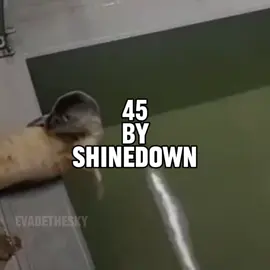 45 by shinedown seal music video  #seal #sealtok #45 #shinedown #lyrics 