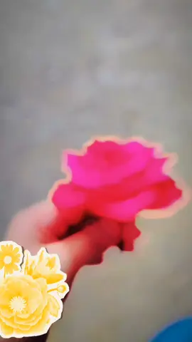#support_me #আমার গোলাপ গাছ এর প্রথম ফুল 😍#followers #foryoupage #foryou 