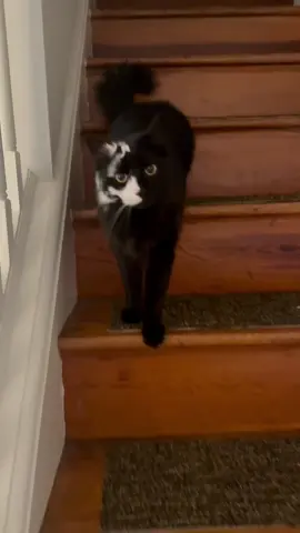 #cat #catsoftiktok 