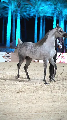 ماشاءلله #اكسبلور#حائل#خيل#حايلندا#جمال