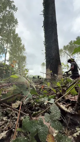 Ça tombe encore et encore 🤯🌳 #500i #stihl #chainsawman #treefelling #holzfäller 