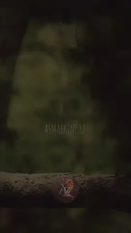 asmar 