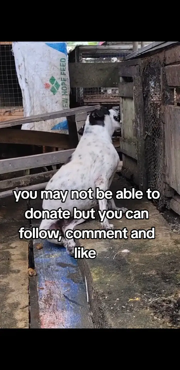 please help  #PuppyRescue #DogRescue #dogsofttiktok #AdoptDontShop #animallover 
