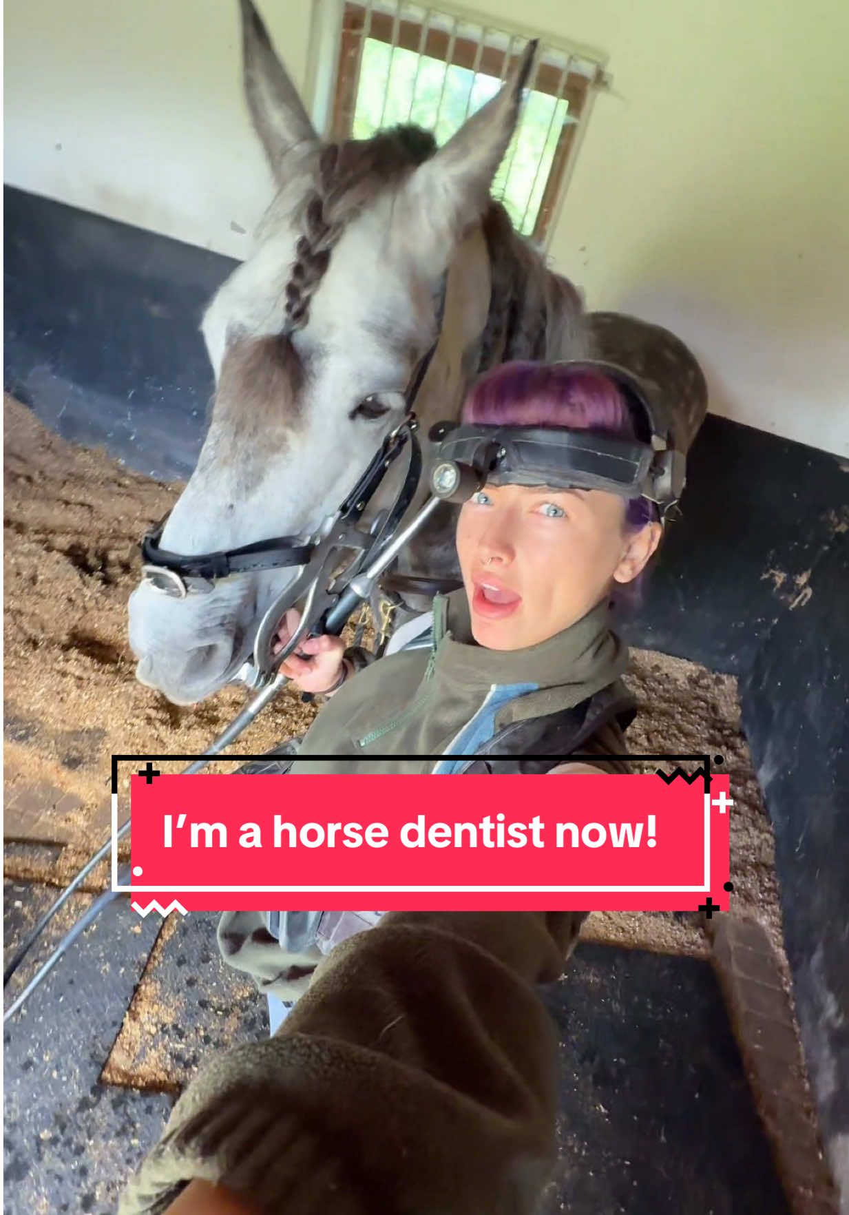 I’m a horse dentist now and you actually can’t do anything about it😎✌🏻 @BAEDT  #horsetok #equestrian #horseriding #horsesoftiktok #fyp 