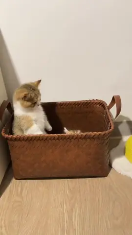 #keşfetteyizzz #врекомендации #keşfetbeniöneçıkar #cat #tiktokviral 