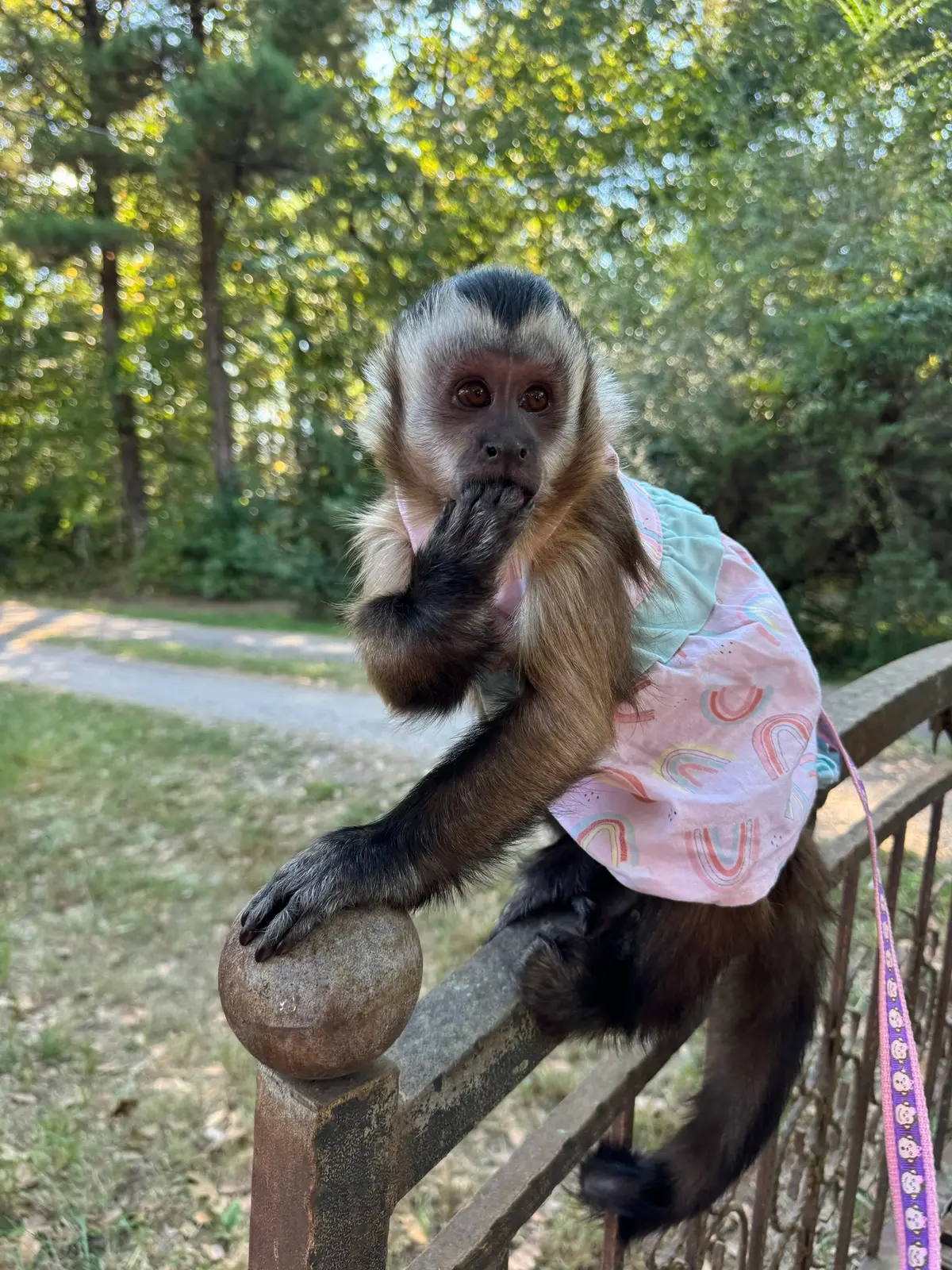 Little Miss Katie💕 #willowkate #beauty #capuchin #monkey #monkeysoftiktok 
