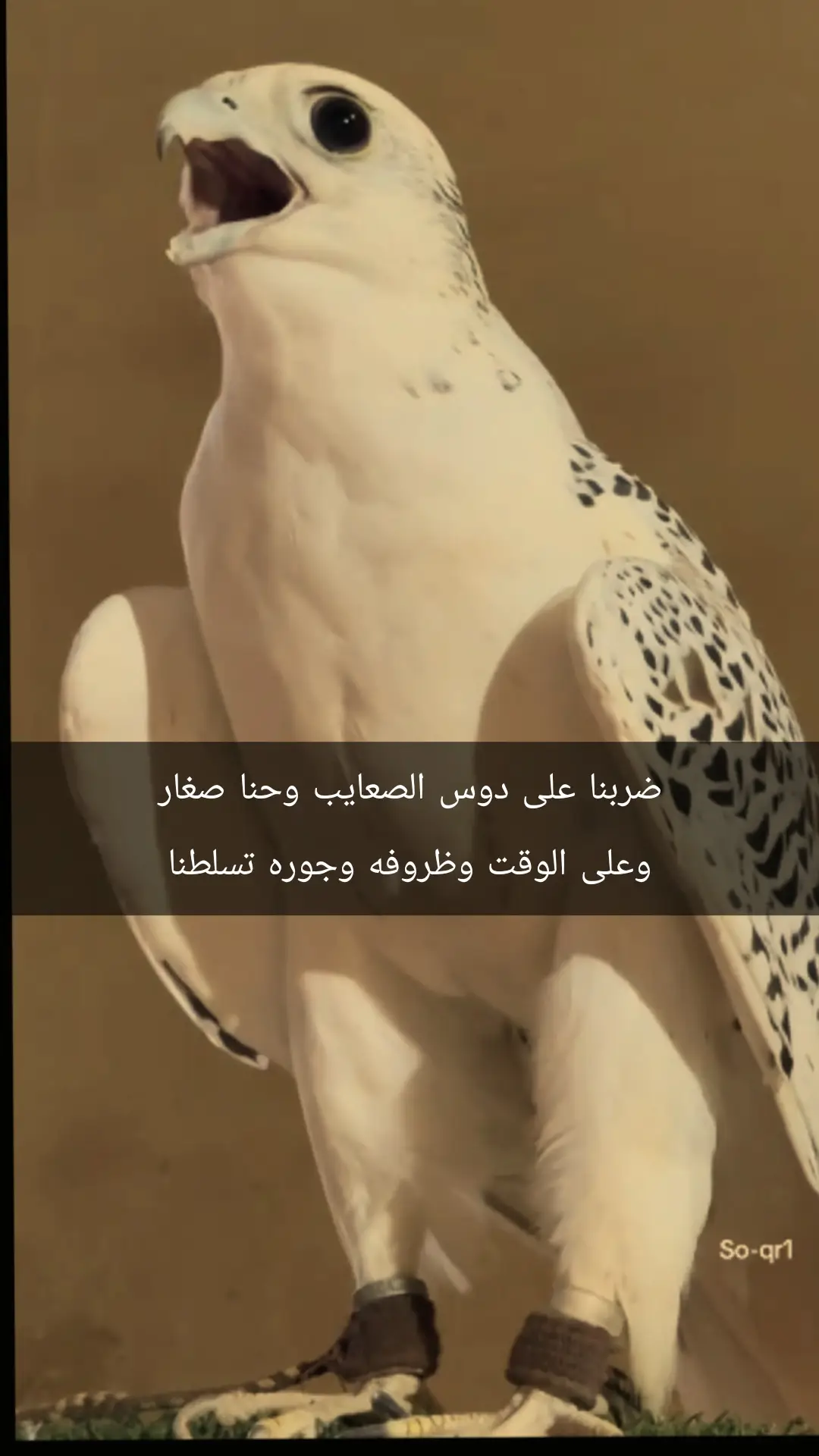 #زبيد 