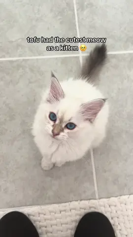 volume up 🔊 #catsoftiktok #funnycat #cutestmeow #meows #viralcatvideos 