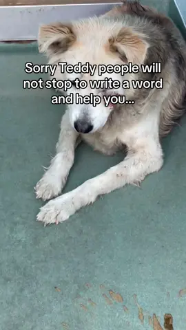 Love those guys 💙 #dogsoftiktok #friendship #dogs #petlover 