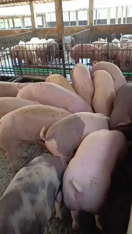 #pigfarm #daging #babi #ternakbabi #bisnis #viral #fyp 