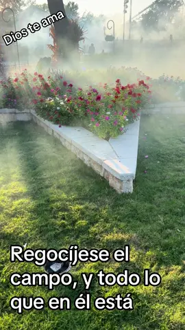 Regocíjese el campo, y todo lo que en él está;Entonces todos los árboles del bosque rebosarán de contento,  #salmos96:12 Salmos 96-12