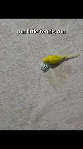 be might be a cat #fyp #birdtok #stupid #viral #cat 