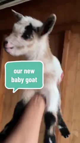 Watching our new baby goat come into this world was pure magic and so glad we can share this magical moment with all of you! #babygoat 
