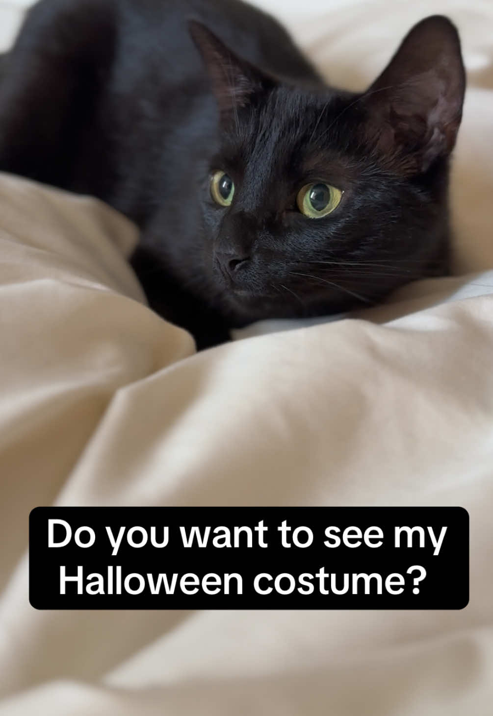 Elaine’s first Halloween costume 🥹 #blackcats #spookyseason #costume #cat