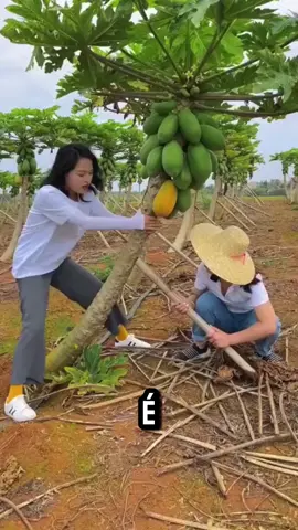 #agricultura #mamao #fruta #curiosidades 
