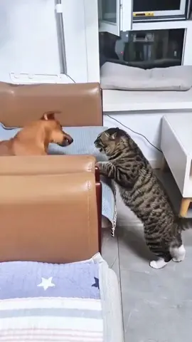 funnycats😂😂😂#funnycat #funnyvideos #cutecat #viral_video 