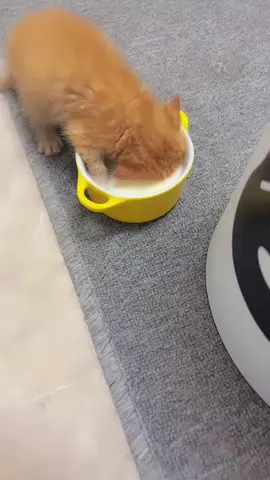 menyelam sambil minum susu #fyp #lucu_ngakak #catslovers #oyen #minumsusuputih 