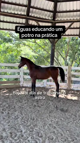 Astro não foi criado com outros cavalos. Isso dificulta a vida de todos os animais que passam por isso (inclusive humanos) que precisam receber educação da sociedade em que estão inseridos para entenderem principalmente limites. Então hoje tivemos uma aula com os outros cavalos educando o Astro. Acompanhe comigo, vale super a pena, vocês vão amar e depois me conta o que você achou #cavalos #cavaloarabe #montyroberts #joinup 