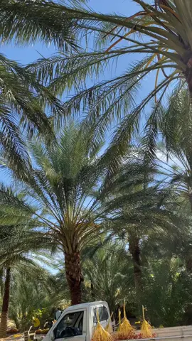 #biskra🔥🌴 #الشعب_الصيني_ماله_حل😂😂 #explore 