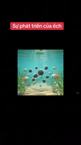 Sự phát triển của ếch. Anh chị nào cần làm video dạy học thì fl em nhé #mamnon #xuhuong #xaykenh 