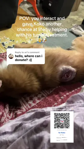 Replying to @ari  Hi everyone! I can’t pin my comment po sa comsec but here’s my gcashh po. hope u can help me raise funds for my Koko. thank you so much 🙏🏻 #dogsofttiktok #dogcancer #furparents #aspin #doglovers 