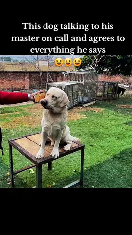 Dog talks to his master on phone call #DogTraining #dogtrainer #dogsoftiktok #PetsOfTikTok #dogtrainingtips @Dog training 🧿 @Dog training 🧿 