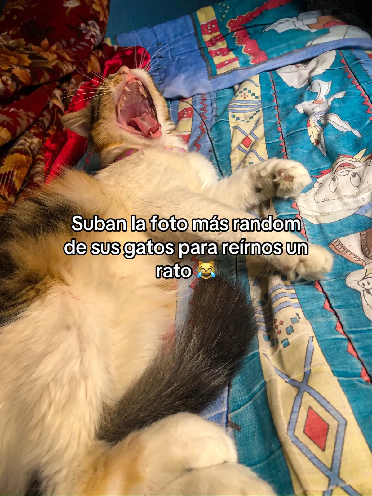 📱IG: Sebis.man | #sebisman #gatos #cat #fyp #paratii 