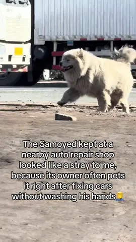 It’s so happy! #cutie #funnymoment #samoyed #fyp #foryoufeed 