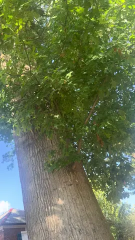 #naturetok #squirrels 