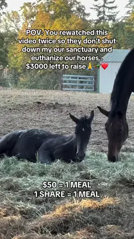POV: You rewatched this video twice so they don't shut down my our sanctuary and euthanize our horses.. $3000 left to raise🙏❤️🐎#horselovers #horselife #horsecare #horsefarm #HorseRescue 