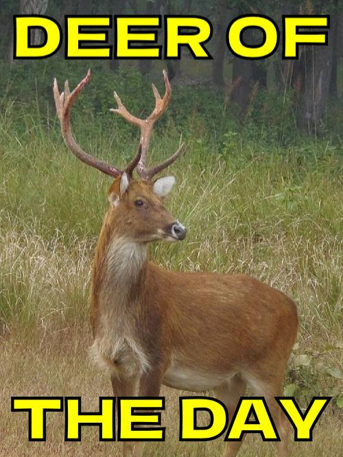DEER OF THE DAY EPISODE 25 #deertok #deertiktok #deer