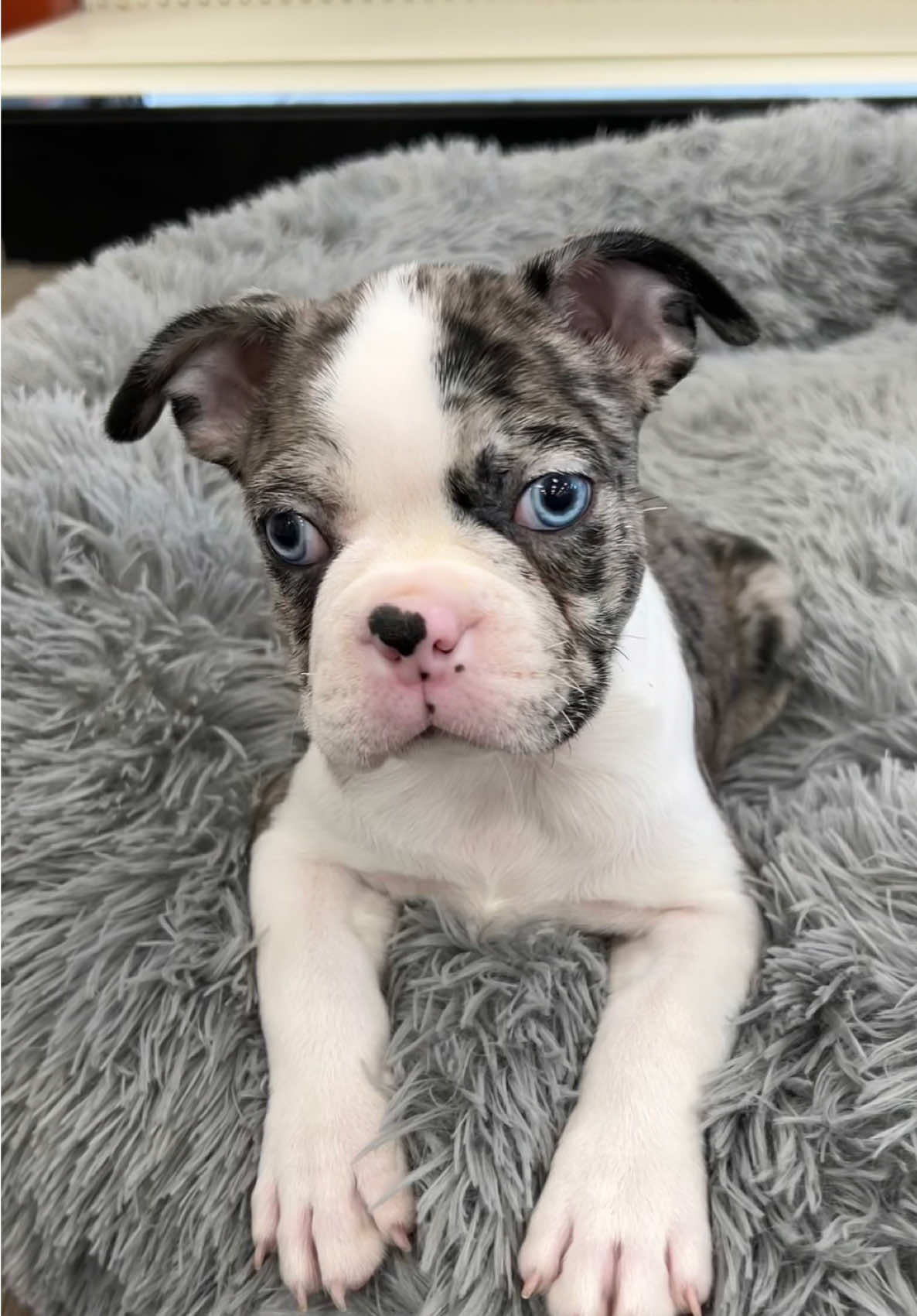 Colt wanted to spread the love & drop everyone a kiss 💋🩵 #bostonterrier #bostonterriers #bostonpuppy #puppytiktok #fyp 