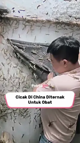 Ternyata Cicak Di China Diternak Untuk Obat Bukan Dimakan 🦎💊 #Viral #Trending #Heboh #FaktaNyaToko #fyp 