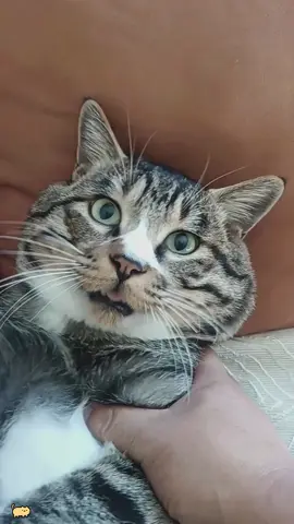 Disturbing your cat’s sleep and how it reacts 😂#funny #tiktok #catsoftiktok#cutecat #kitten #usa🇺🇸 