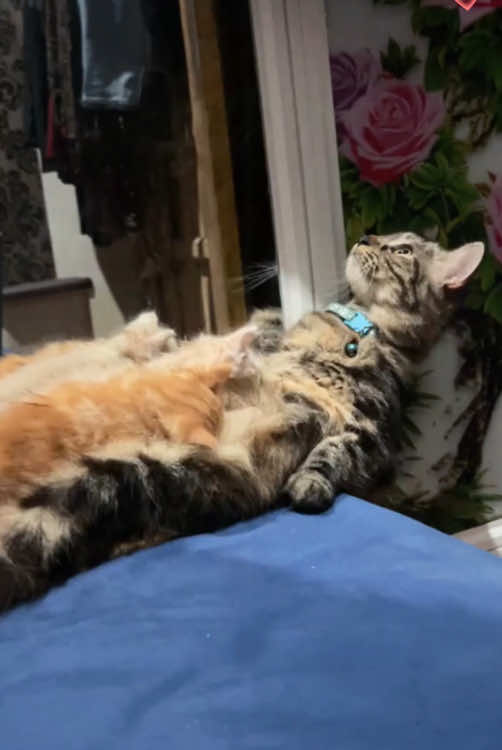 My baby is becoming a mom for the first time🙀🙀😿#cat #funny #foryou #tiktok #usa🇺🇸 #fyp #funnyvideos #pets #catlover 
