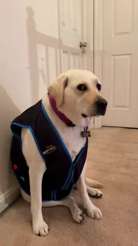 @Walmart y’all hiring? 🤔  #wlamart #dogthief #funnydog #dogcomedy #viraldog 