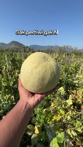 Panggah Lopkan..  Larang murah panggah budal.. #melonbalap #melonnusantara