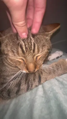 OH MY GOD 🗣️🗣️🗣️🗣️🗣️ audio credits: @Kitty the Cat #yesqueen #queenkitty #kingkitty #meowproductions #loveandlighttv