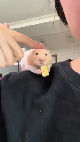#hamster #hamsterhoinach #chuothoinach 