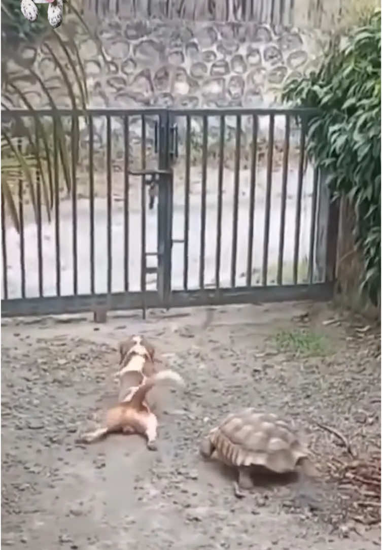 Nhây nhây thế hỏng hết hàng #animals #pet #cats #dog #dogsoftiktok 