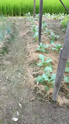 baru selesai kebun brokoli aja buangin rumput nya ,ga ada rumput nya keliatan indah nya sayuranku 