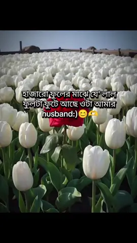 #আমি আপনাকে অনেক ভালোবাসি স্বামী জান 🫶🥀 #foryoupage #tiktok #vairal #video 