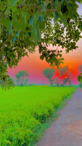 #پینڈاں_آلے #trending #foryoupage #dontunderreviewmyvideo #1million 