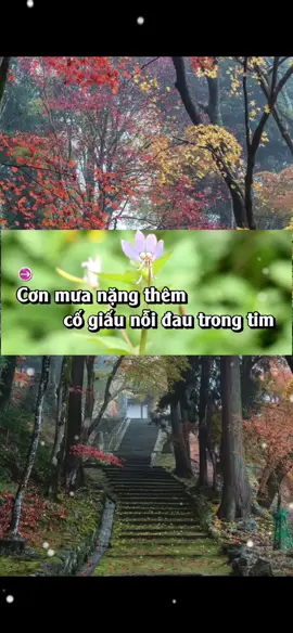 Cơn mưa nặng thêm cố giấu nỗi đau trong tim...#tamtrang #nhactamtrang #nhachaymoingay #nhaclyrics #xuhuongtiktok 