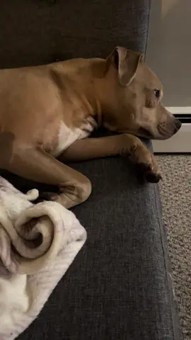 Let me relax mom…geez. #leavemealone #dogmom #pitbull #lol #fyp 