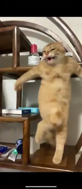 #cat #dance 