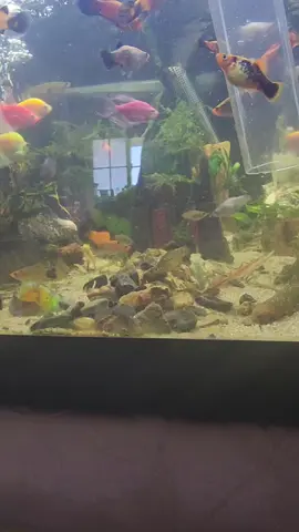 Tank water change. #waterchange 