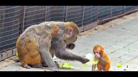 #fentysuperbrandday #tiktok #monkey #foryou 
